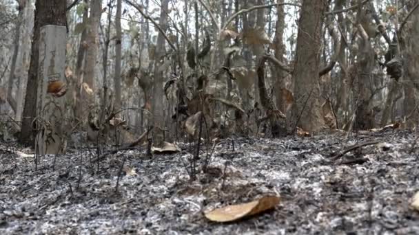 Kararmış Çimenler Yanmış Çalılar Ormandaki Ağaçların Arasına Saçılmış Küllerin Ciddi — Stok video
