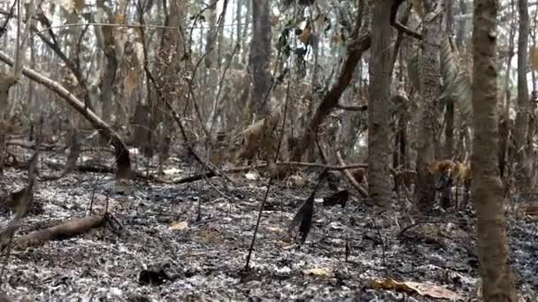 Fire Ravaged Grass Bushes Ashes Spread Trees Forest Aftermath High — Stock Video