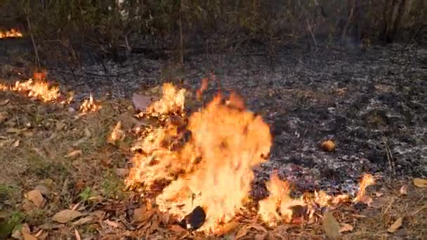 Inquinamento Atmosferico Causato Incendi Una Foresta Durante Stagione Secca Erba — Video Stock