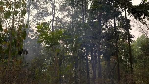 Menace Feu Forêt Qualité Air Est Touchée Par Les Feux — Video