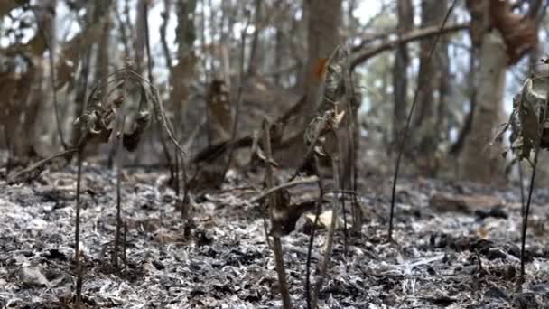 大火之后 森林里的树木中 被烧焦的植被和灰烬残余物 高质量的4K镜头 — 图库视频影像