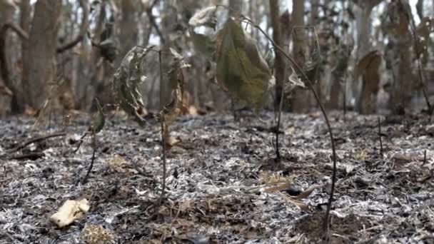 Vegetación Quemada Tierra Sembrada Cenizas Bosque Después Del Incendio Imágenes — Vídeos de Stock
