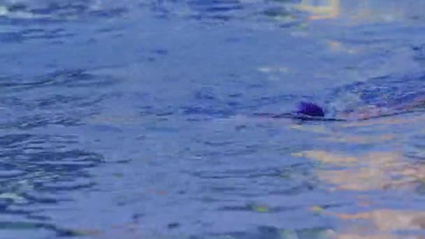 Widok Boku Profesjonalnej Pływaczki Goglami Basenie Kobieta Pływająca Nurkuje Basenie — Wideo stockowe