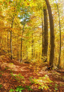 Güzel güneşli sonbahar manzarası, uzun ağaçlar ve düşen kuru kırmızı yapraklar. Sanatsal biçim