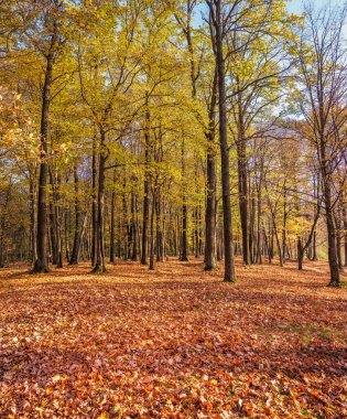 Sonbahar ağaçlarıyla güzel bir manzara. Yol yapraklarla kaplı. Parktaki renkli ağaçlar. Altın sonbahar. Akşam güneşi ışığı. Doğal arkaplan