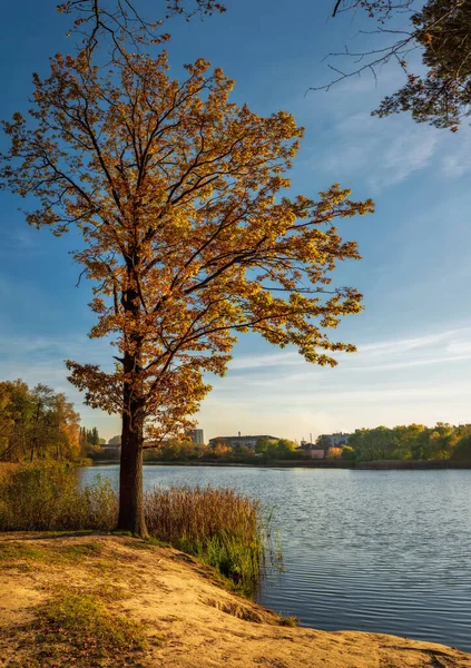 Gölün kıyısında yalnız bir ağacı olan muhteşem bir sonbahar manzarası. Resimli gökyüzü. Altın sonbahar. Akşam güneşi ışığı. Doğal arkaplan