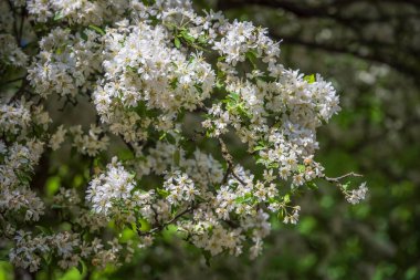 Background from branches of apple trees with white flowers on a sunny day.