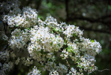 Background from branches of apple trees with white flowers on a sunny day.