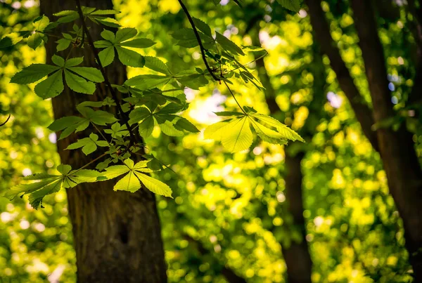 Chestnut leaves in sun ray