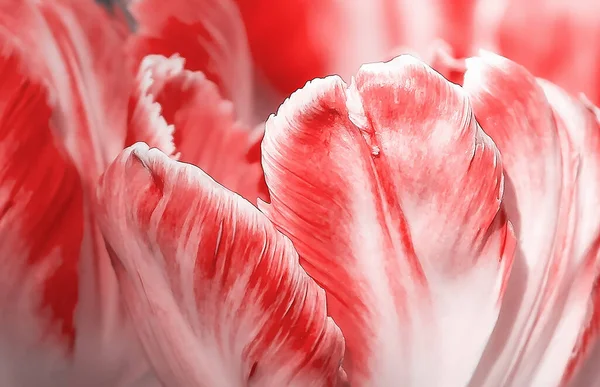 Tulip flowers in soft pastel colors for background close-up. Fresh spring flowers in the garden with soft sunlight.