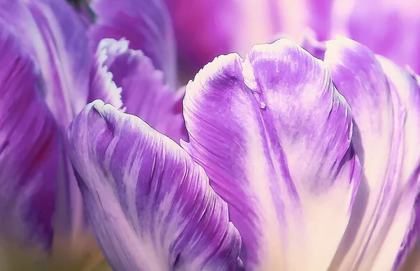 Tulip flowers in soft pastel colors for background close-up. Fresh spring flowers in the garden with soft sunlight.