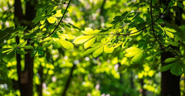 Chestnut Leaves Sun Ray Obrazy Stockowe bez tantiem
