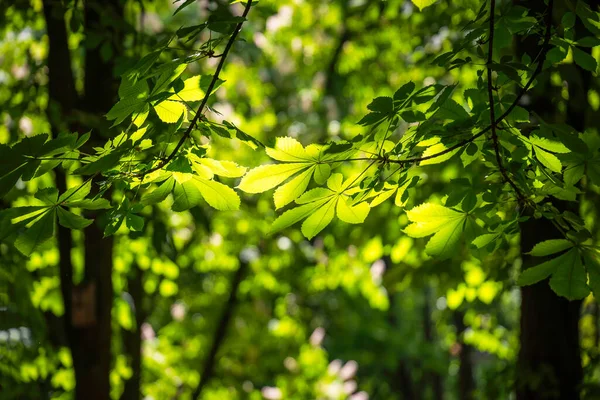 Chestnut Leaves Sun Ray Obrazek Stockowy