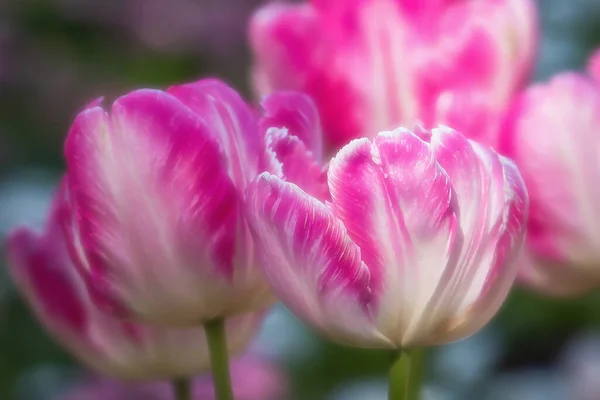 Pink Tulips Pastel Coral Shades Blurred Background Close Fresh Spring Obraz Stockowy