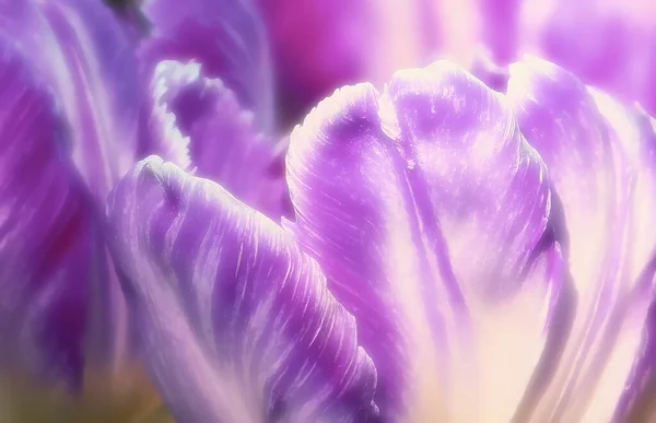 Tulip Flowers Soft Pastel Colors Blur Style Background Zdjęcie Stockowe