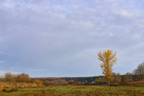 Höstbyns Landskap Solig Morgon Träd Med Gula Blad Trästaket Mjuk — Stockfoto