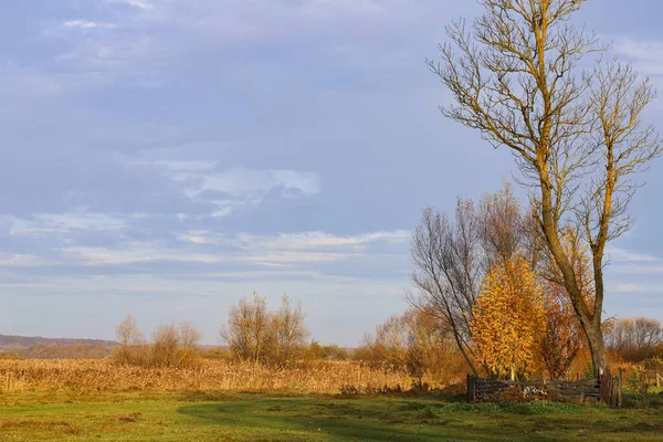 Höstbyns Landskap Solig Morgon Träd Med Gula Blad Trästaket Mjuk — Stockfoto