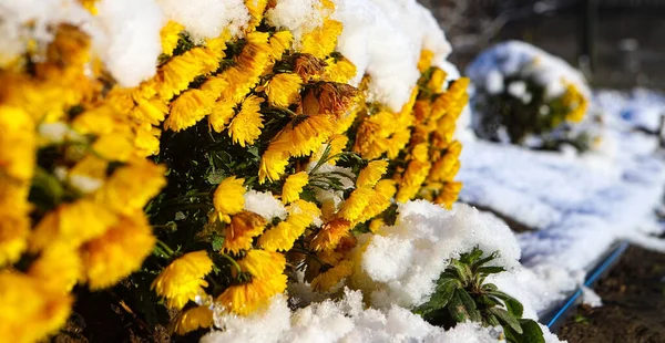 Yellow Chrysanthemum Bush Snow Background Leaves Snow Winter Flowers Selective — Stock Photo, Image