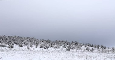 Kar altında kalmış küçük Noel ağaçlarının panoramik görüntüsü. Büyülü kış ormanı. Kasvetli gri gökyüzü ile doğal manzara. Batı Ukrayna 'nın doğduğu bölgenin güzelliği. Avrupa