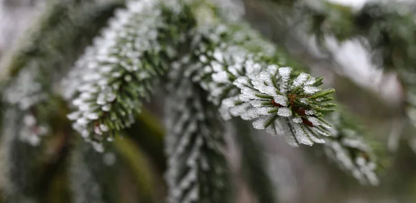 Christmas evergreen tree with cones and frost on green needles in frosty weather. The beauty of winter nature. Selective focus, shallow depth of field.