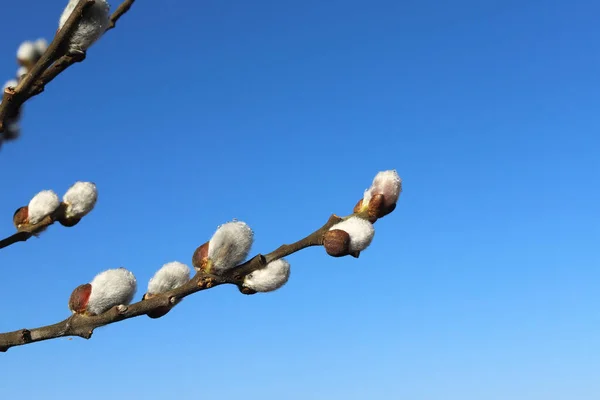 stock image Willow branches with fluffy earrings against the background of a deep blue spring sky with drops of morning dew on a sunny spring morning. Easter festive mood Easter.