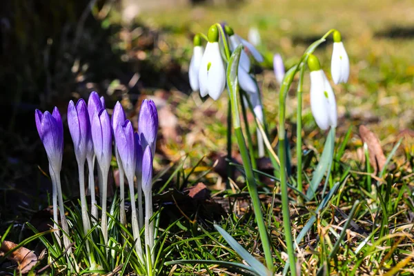 Bahar timsahları ve kar damlaları parkta çiçek açıyor. İlk bahar çiçekleri. Güzel, taze mor, sarı ve beyaz timsahlar, seçici odak, güneşli pankart imgesi