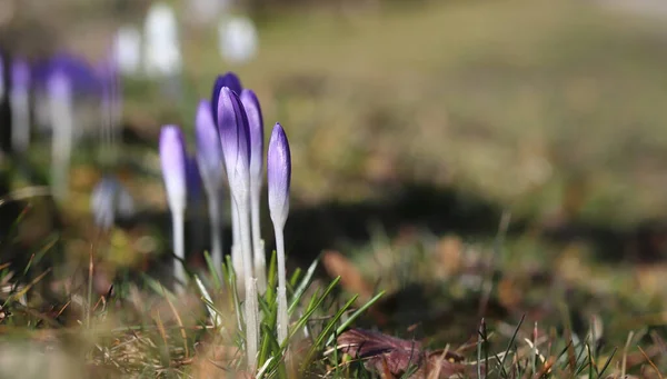 Bahar timsahları ve kar damlaları parkta çiçek açıyor. İlk bahar çiçekleri. Güzel, taze mor, sarı ve beyaz timsahlar, seçici odak, güneşli pankart imgesi