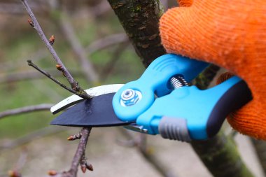 Bahar bahçesi işi. Bir çiftçi baharda bir meyve bahçesindeki bir ağacın dallarını el ile kesiyor. Baharda ağaçları budayarak ağaç kesen bir adam. Tarım kavramı