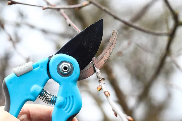 Bahar bahçesi işi. Bir çiftçi baharda bir meyve bahçesindeki bir ağacın dallarını el ile kesiyor. Baharda ağaçları budayarak ağaç kesen bir adam. Tarım kavramı