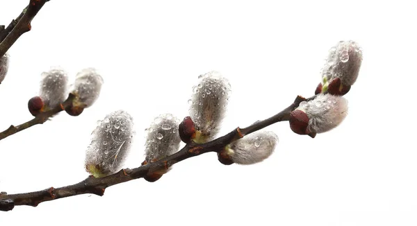 Bulutlu bir bahar sabahı sabah çiğ damlalarıyla tüylü küpeleri olan söğüt dalları. Paskalya bayramı havası..