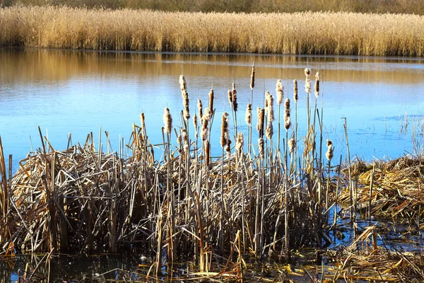 stock image Stems of common downy reed after wintering in the wetlands of the reserve of Western Ukraine