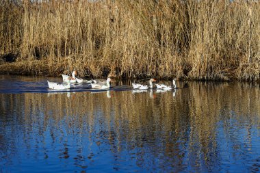 Evcil bir kaz sürüsü suda yüzüyor. Nehirdeki güzel beyaz ve gri kaz sürüsü. Çiftlik hayatı. Tarım.