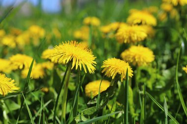 Sarı karahindibalı yeşil alan. Güzel sarı karahindiba çiçekleri yazın ya da ilkbaharda güneş ışığında bir çayırda, makro. Doğanın güzelliğinin rüya gibi sanatsal bir görüntüsü. Yumuşak odak.