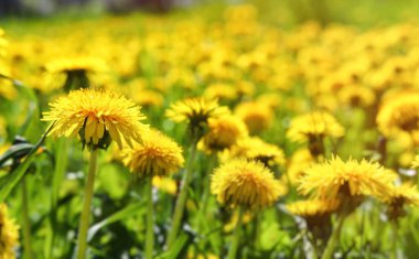 Sarı karahindibalı yeşil alan. Güzel sarı karahindiba çiçekleri yazın ya da ilkbaharda güneş ışığında bir çayırda, makro. Doğanın güzelliğinin rüya gibi sanatsal bir görüntüsü. Yumuşak odak.