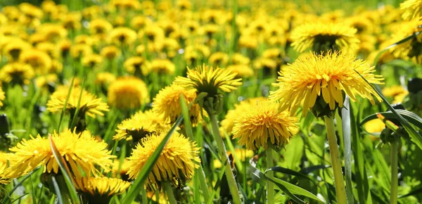Зелене Поле Жовтими Кульбабами Красиві Жовті Квіти Кульбаби Природі Тепле — стокове фото