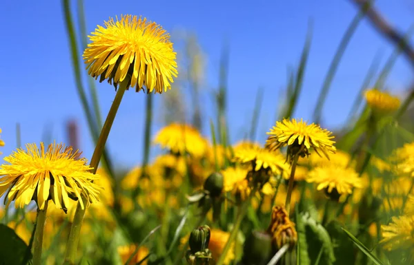 黄色のタンポポの緑のフィールド 暖かい夏や春の自然の中で美しい黄色のタンポポの花は 太陽の光 マクロの牧草地にあります 自然の美しさの夢のような芸術的イメージ ソフトフォーカス — ストック写真