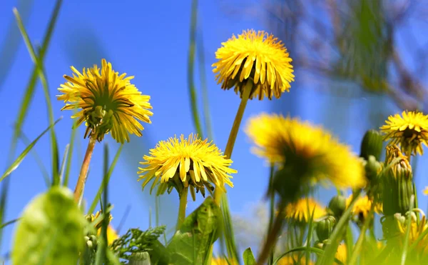 黄色のタンポポの緑のフィールド 暖かい夏や春の自然の中で美しい黄色のタンポポの花は 太陽の光 マクロの牧草地にあります 自然の美しさの夢のような芸術的イメージ ソフトフォーカス — ストック写真