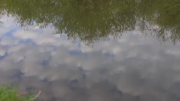 まだ上の雲や木々の反射 遅い水 — ストック動画