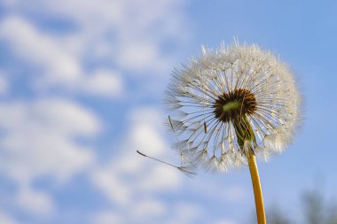Güneşli bir günde mavi gökyüzünde güzel yumuşacık karahindibalar ve uçan tohumlar. Karahindiba tohumları güneşte. İlaç fabrikası..