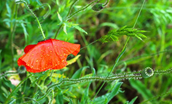 红罂粟花与雨滴的特写 红罂粟与晨露滴在自然散落的浅绿色背景上 药用植物 — 图库照片