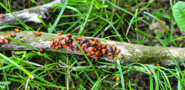 Böcek kolonisi (Pyrrhocoridae) kırmızı böcek, sivrisinek, moskal, asker böcek, Kazak, kanatsız kırmızı böcek, bir ağaç dalında sürünen bir böcek familyası. Flora ve Fauna