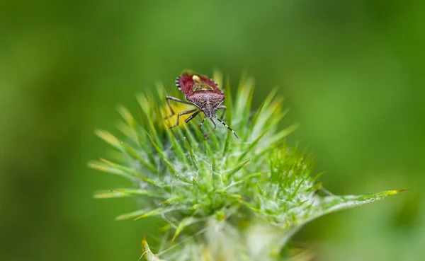 Ein Waldkäfer Auf Einer Grünen Distelblume Seinem Wilden Natürlichen Zustand — Stockfoto