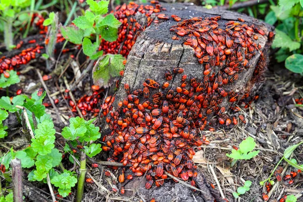 Käferkolonie Pyrrhocoridae Rotwanze Moskito Moskal Soldatenwanze Kosaken Flügellose Rote Wanze — Stockfoto