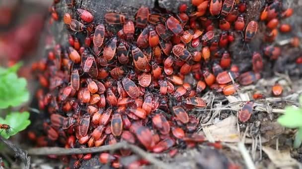 Böcek Kolonisi Pyrrhocoridae Kırmızı Böcek Sivrisinek Moskal Asker Böcek Kazak — Stok video