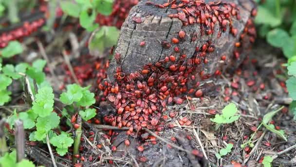 Αποικία Των Εντόμων Pyrrhocoridae Κόκκινο Bug Moskalik Moskal Στρατιώτης Bug — Αρχείο Βίντεο