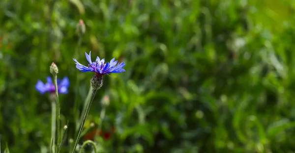 Blaue Kornblume Centaurea Cyanus Mit Grünem Gras Garten Heilpflanze Flora — Stockfoto