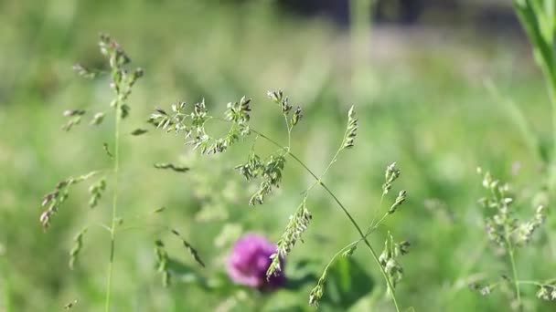 風の中で野生の花や草の揺れ 美しい晴れた夏の牧草地 多くの花と自然のカラフルなパノラマの風景 柔らかい選択的フォーカスのフレーム — ストック動画