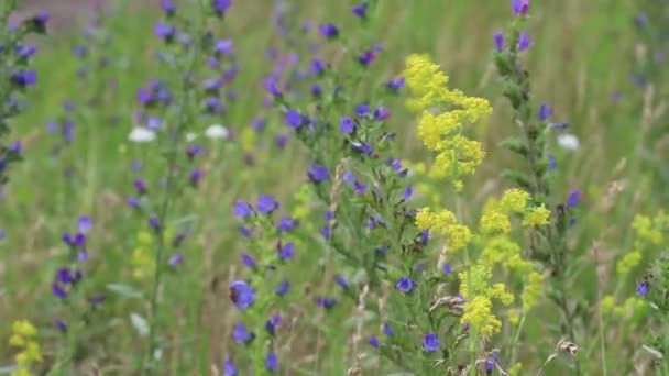 Blumen Wiegen Sich Wind Schöne Sonnige Frühlingswiese Natürliche Farbenfrohe Panoramalandschaft — Stockvideo