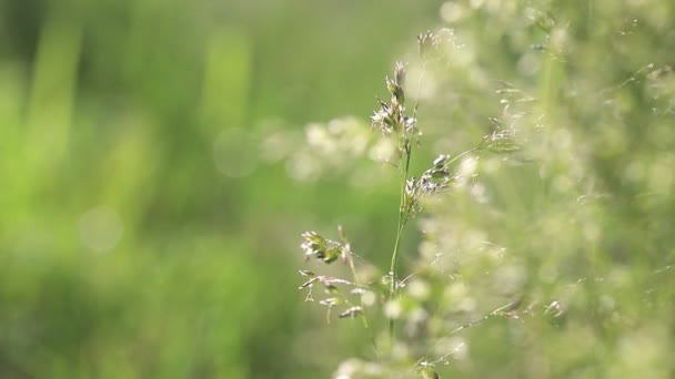 Дикі Квіти Трава Ширяють Вітрі Прекрасний Сонячний Літній Луг Природний — стокове відео
