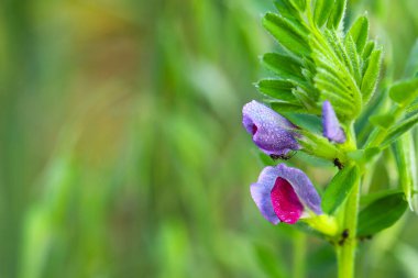 Siyah bir karınca sabah çiğ taneleriyle mavi bir çiçeğin üzerinde sürünür. Parlak doymuş yeşil arka plan. Mesaj için yer. Ukrayna 'nın Flora ve Fauna' sı.